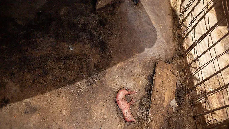 criadero clandestino